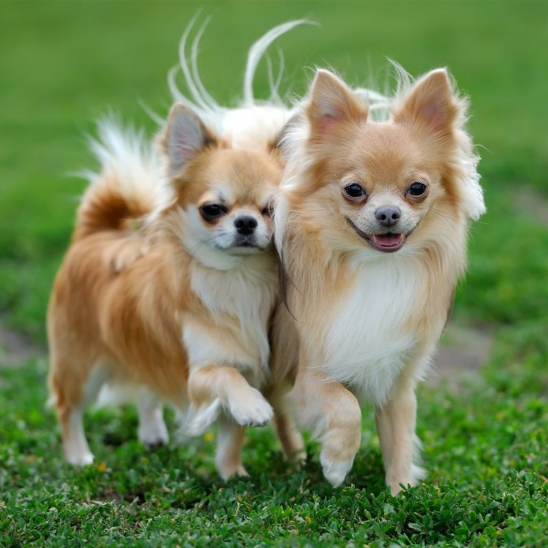 Chihuahua