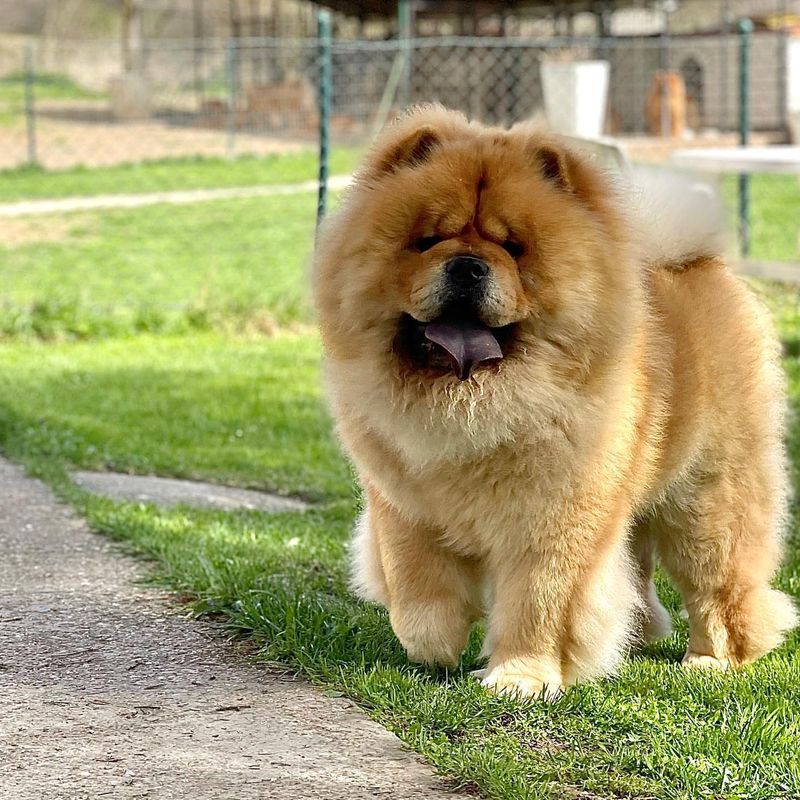 Chow Chow