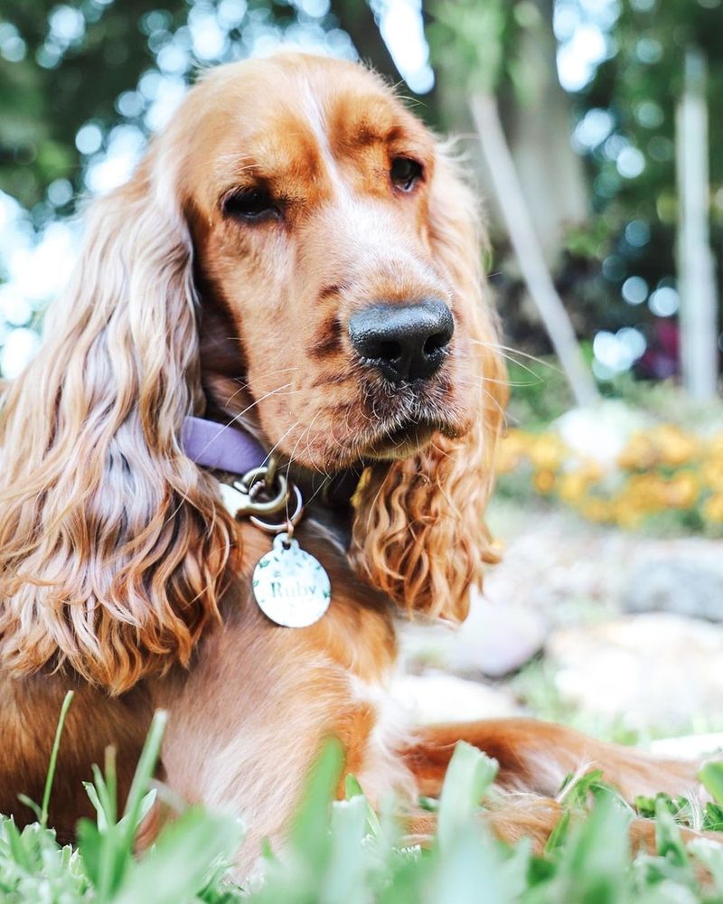 Cocker Spaniel