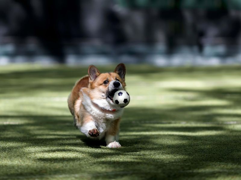 Welsh Corgi