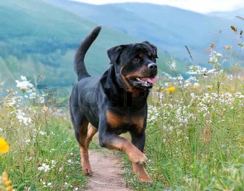 Rottweiler