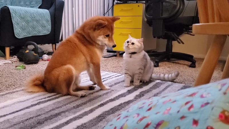 Shiba Inu
