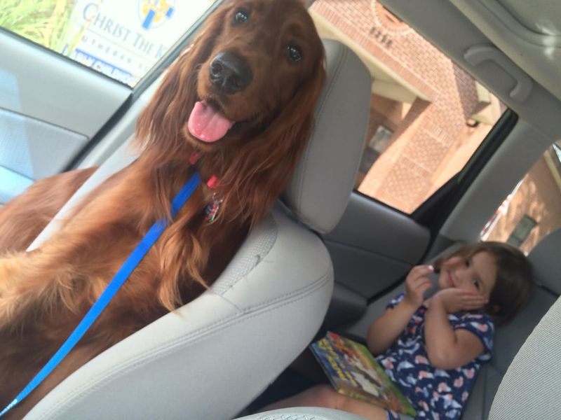 Irish Setter
