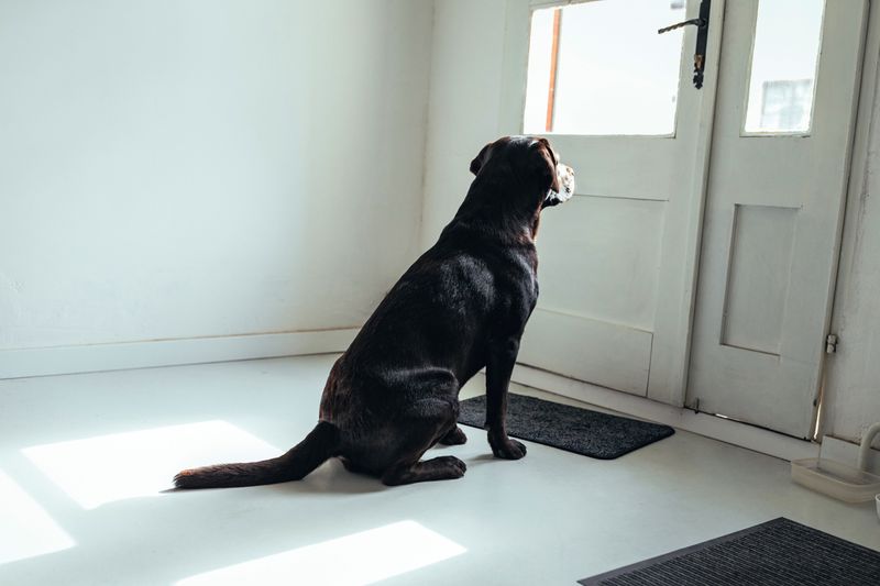 Waiting by the Door