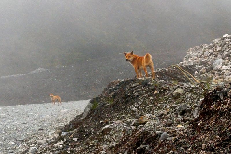 New Guinea Singing Dog