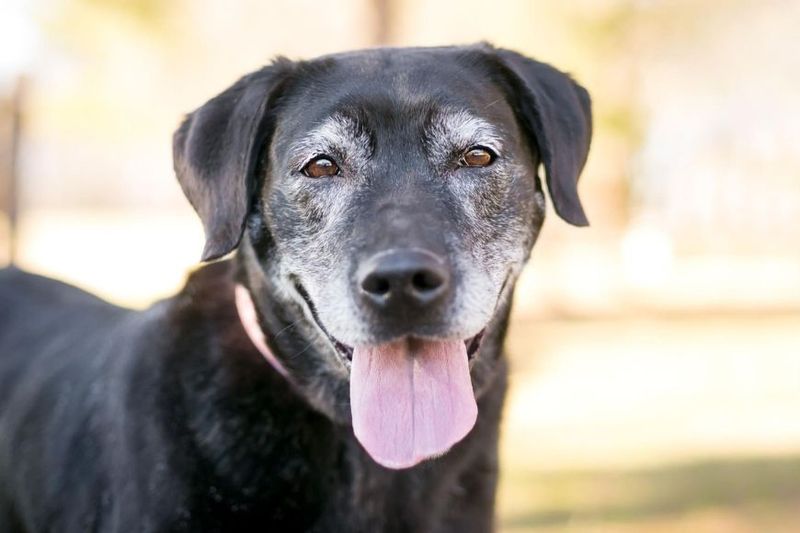 Adult Dogs Available