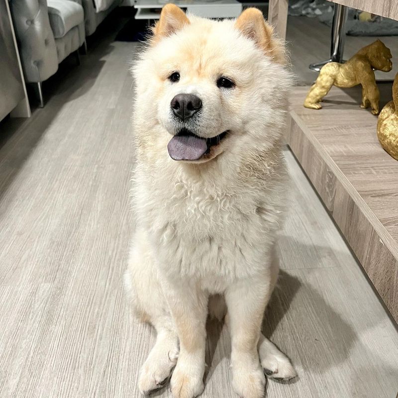 Chow Chow