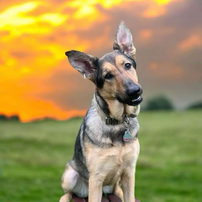 German Shepherd