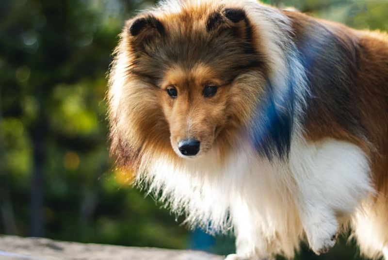 Shetland Sheepdog