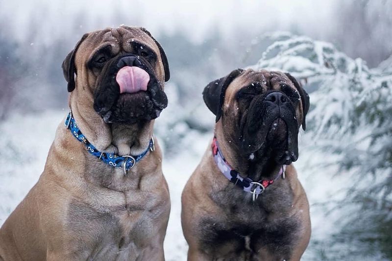 Bullmastiff