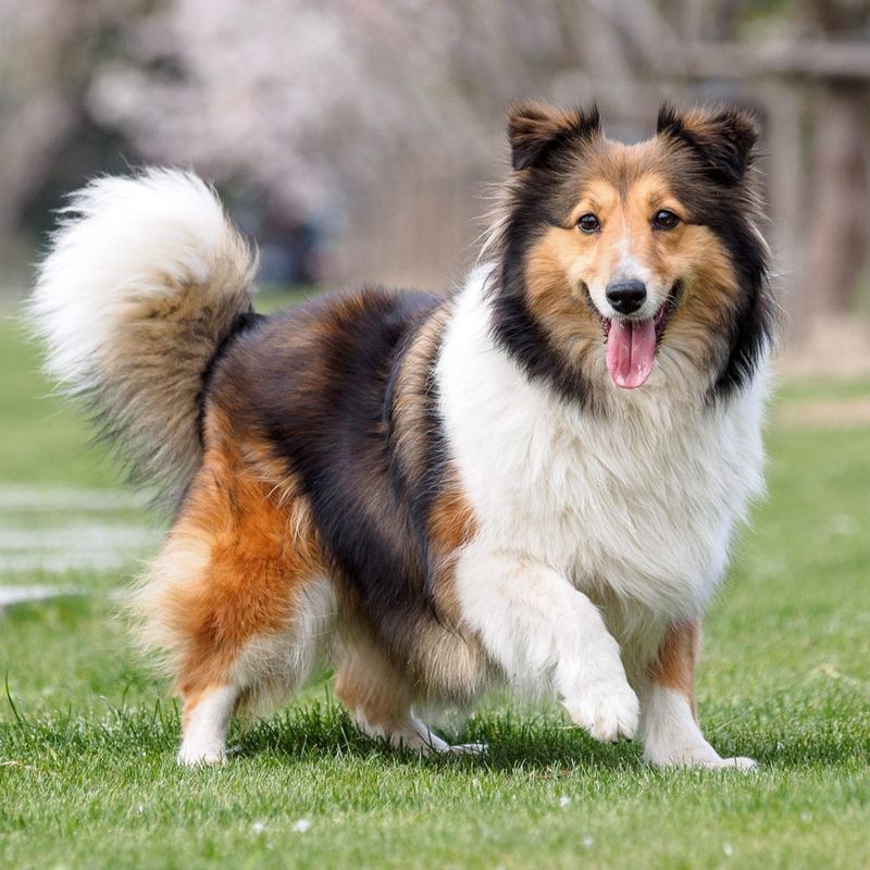 Shetland Sheepdog