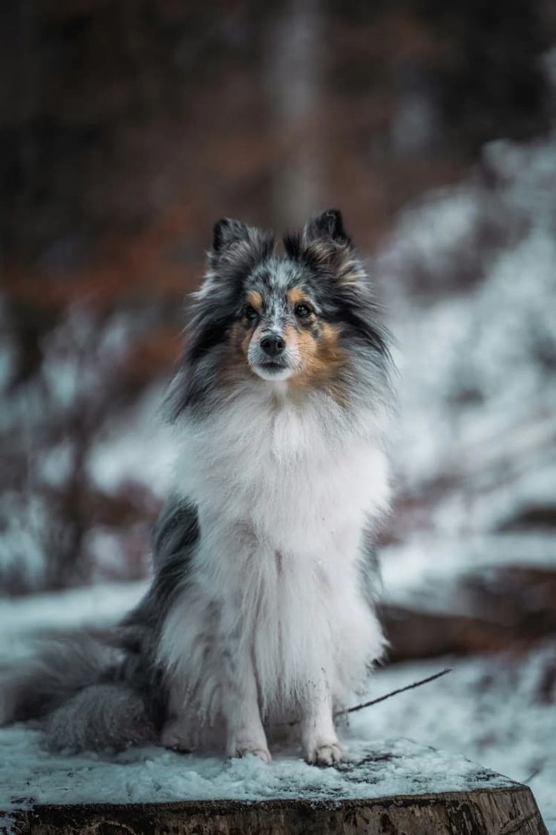 Shetland Sheepdog