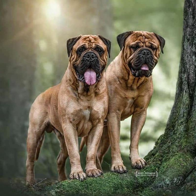 Bullmastiff