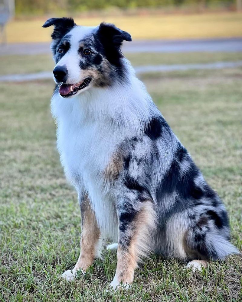 Australian Shepherd