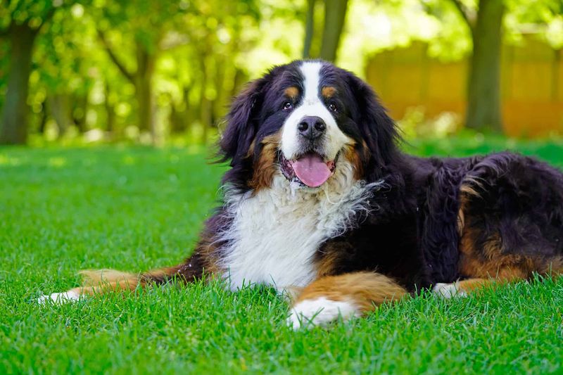 Bernese Mountain Dog