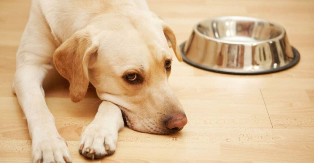 Does Your Dog Miss You When You Leave? Watch for These 9 Signs