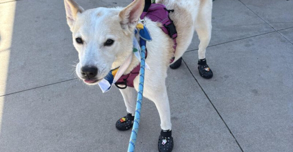 How to Protect Your Dog’s Paws During Arizona’s Record-Breaking Heatwaves