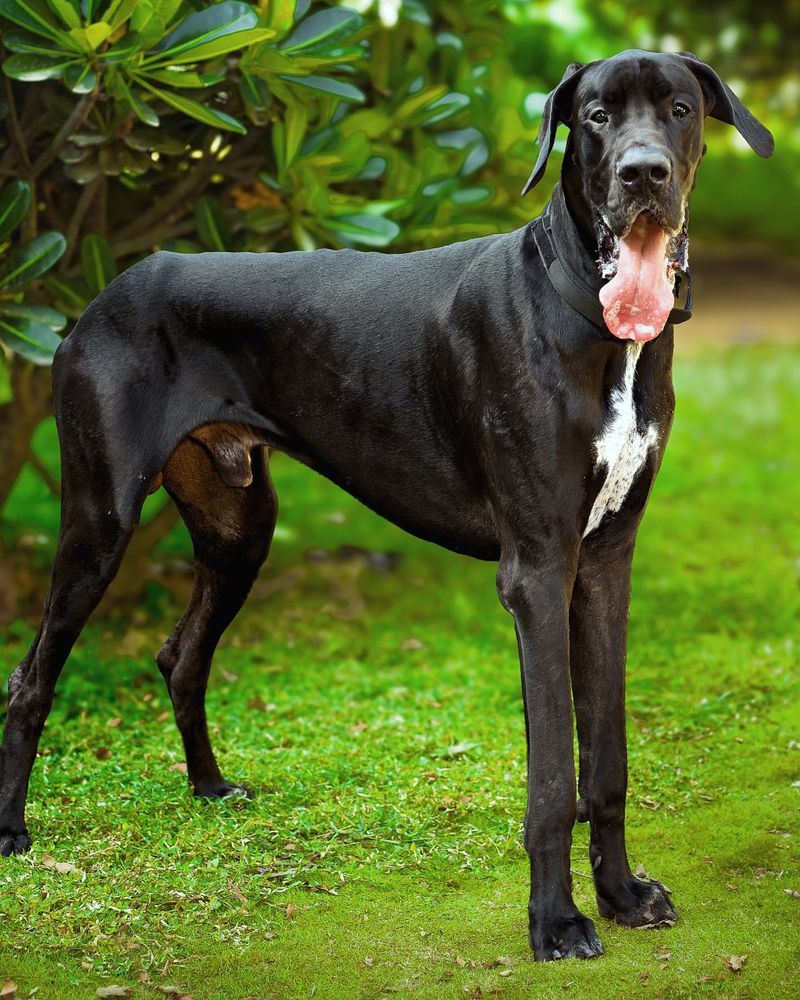 Great Dane