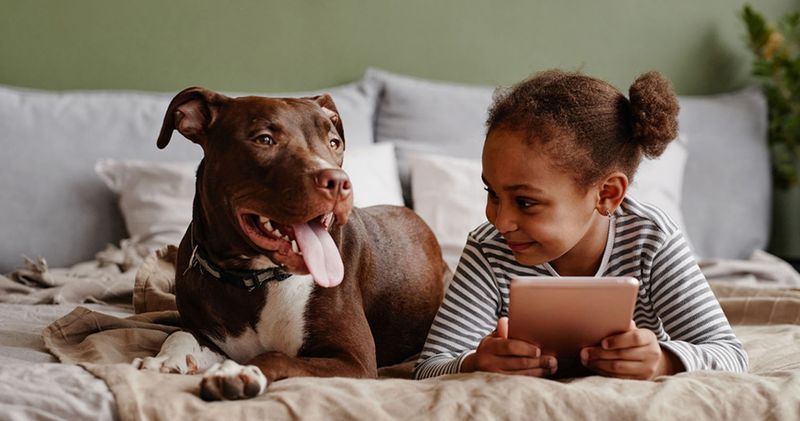 Pit Bull