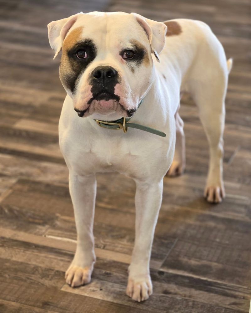 American Bulldog