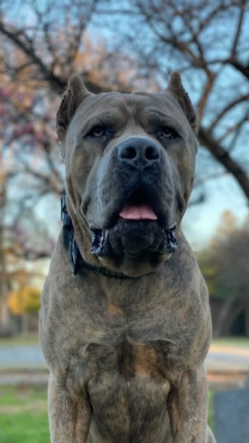 Cane Corso