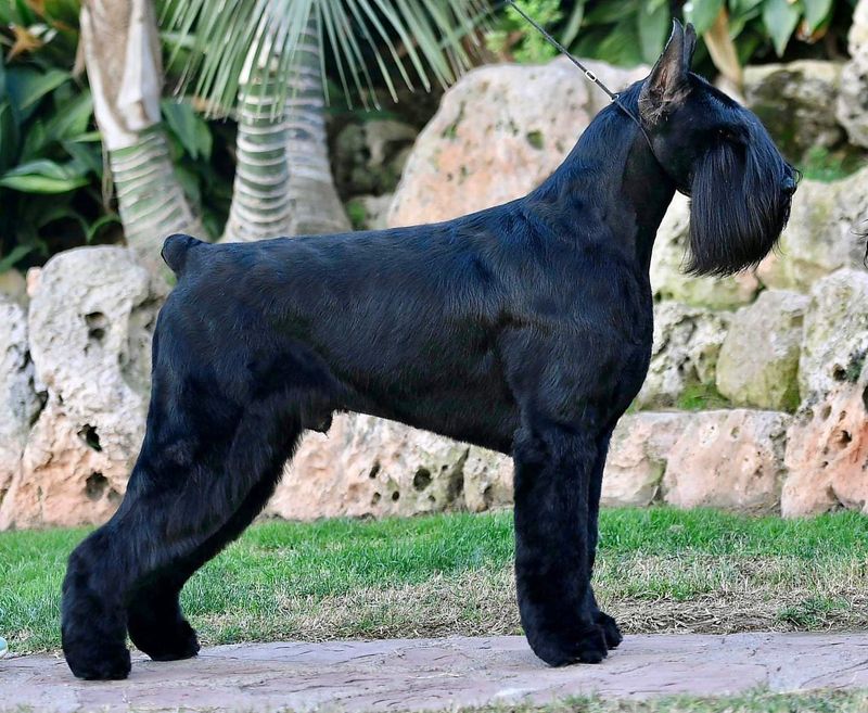 Giant Schnauzer