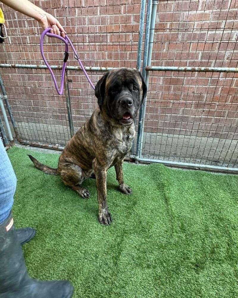 English Mastiff