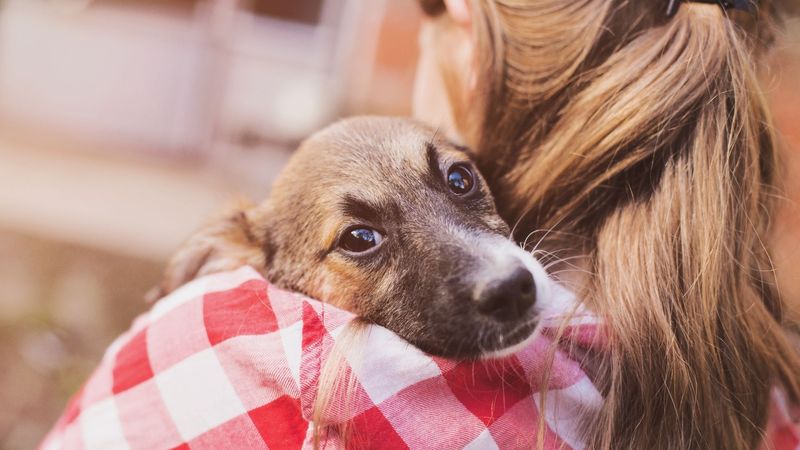 Foster a Dog