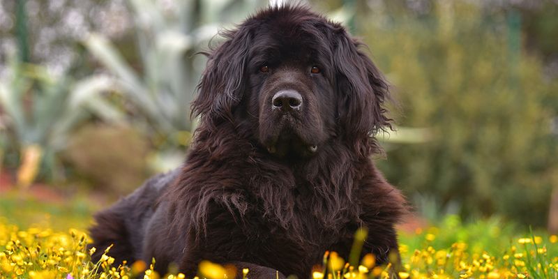 Newfoundland