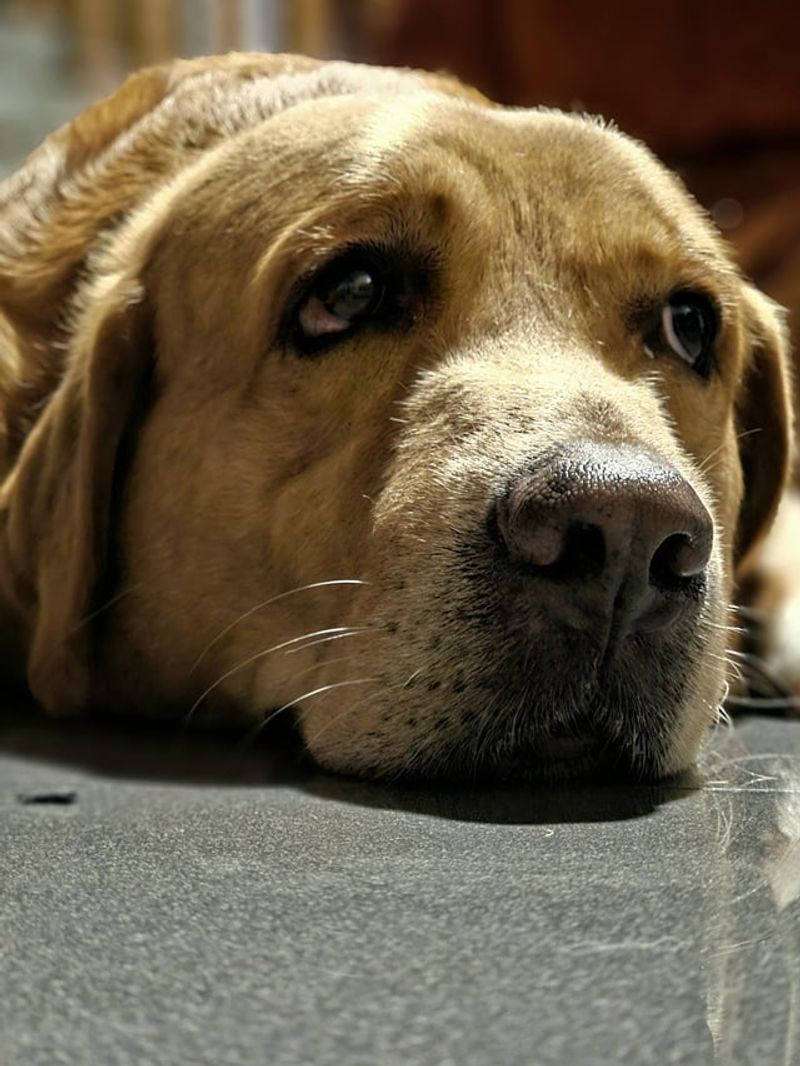 Droopy-Eyed Apology