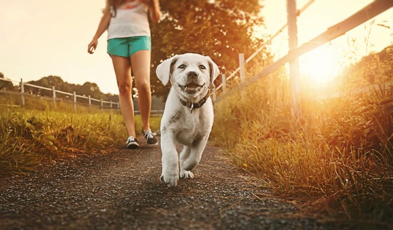 Daily Walks Cultivate Nature Appreciation