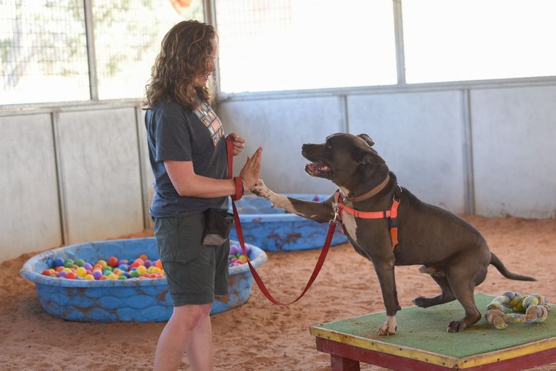 Provide Behavioral Training