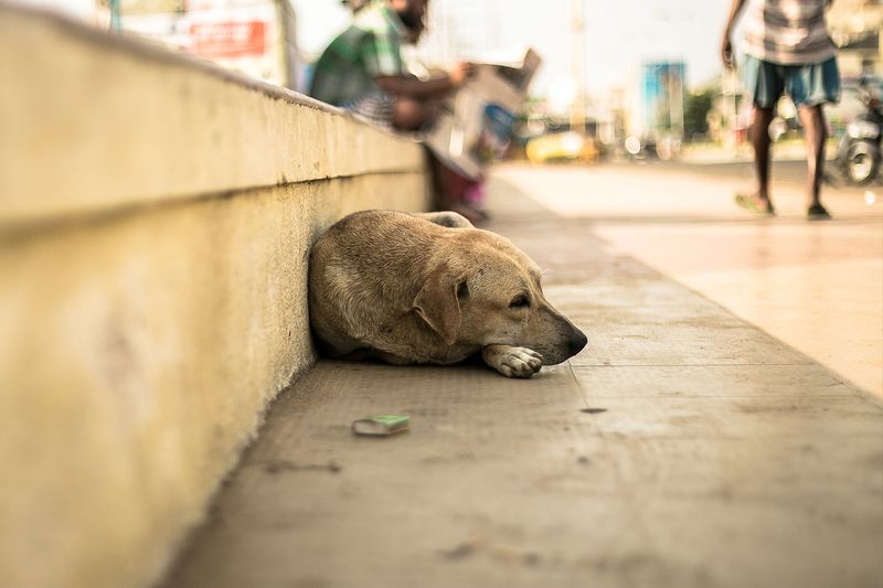 Report Animals in Distress