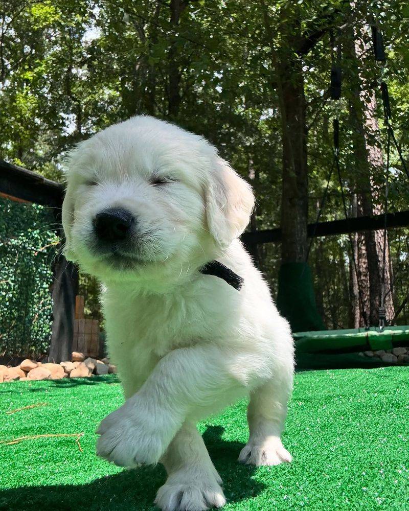 Adapt Training to Your Dog's Needs