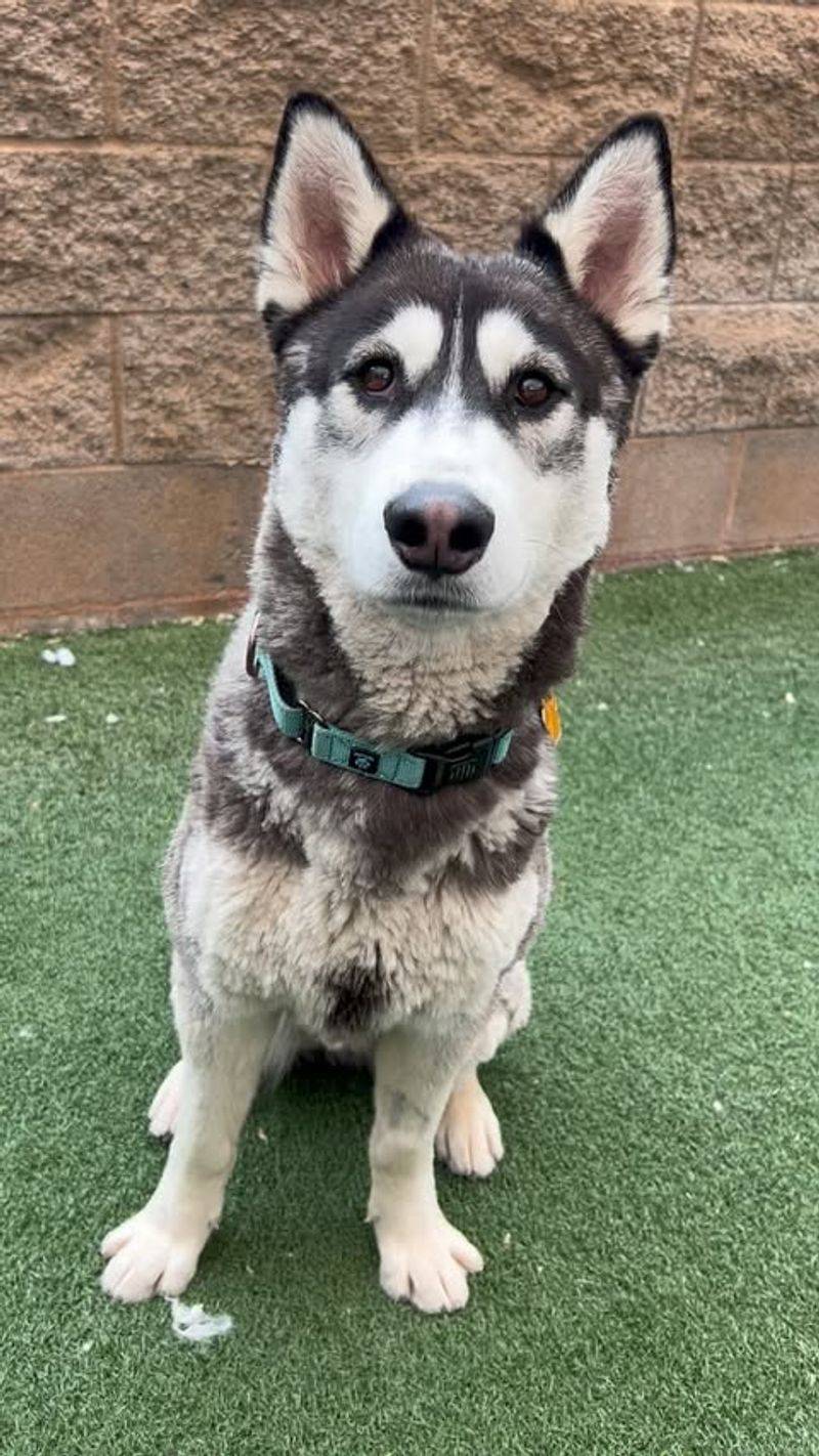 Siberian Husky