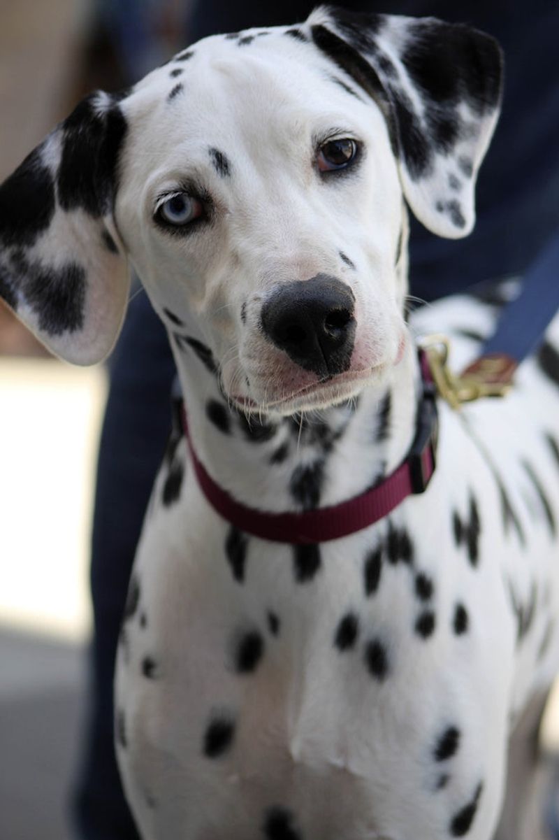 Dalmatian