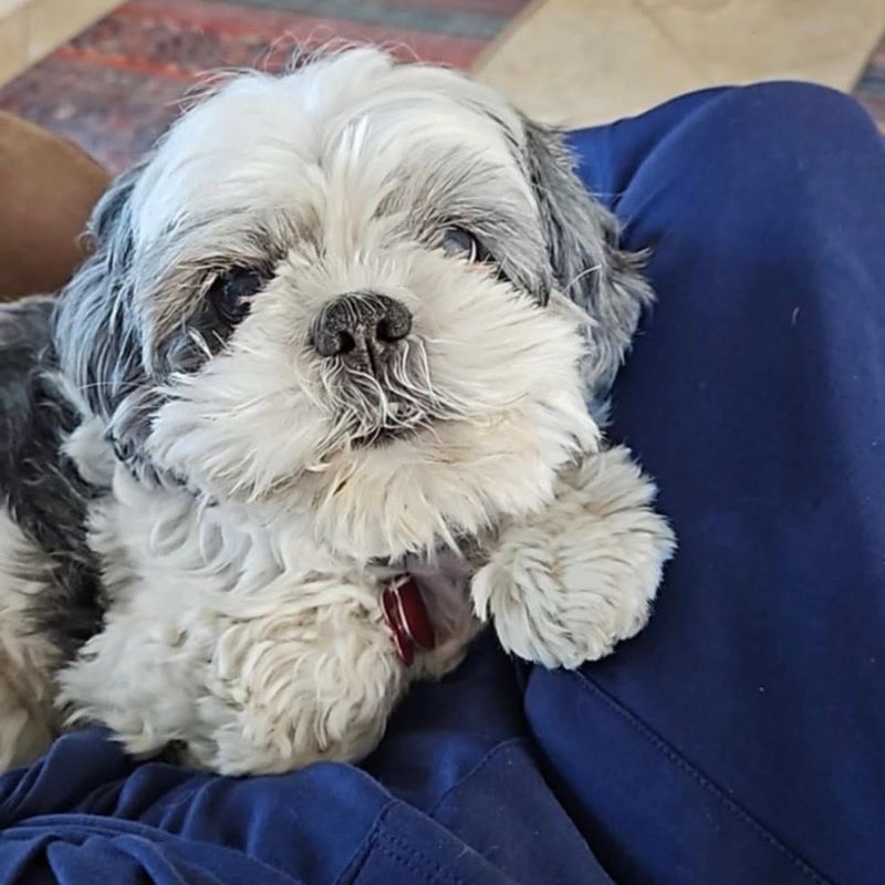 Shih Tzu