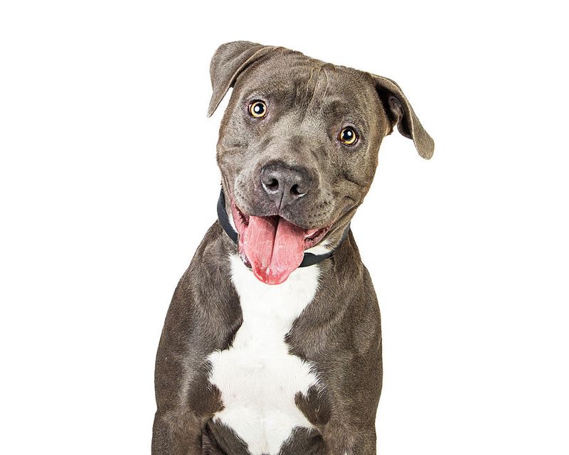 American Staffordshire Terrier