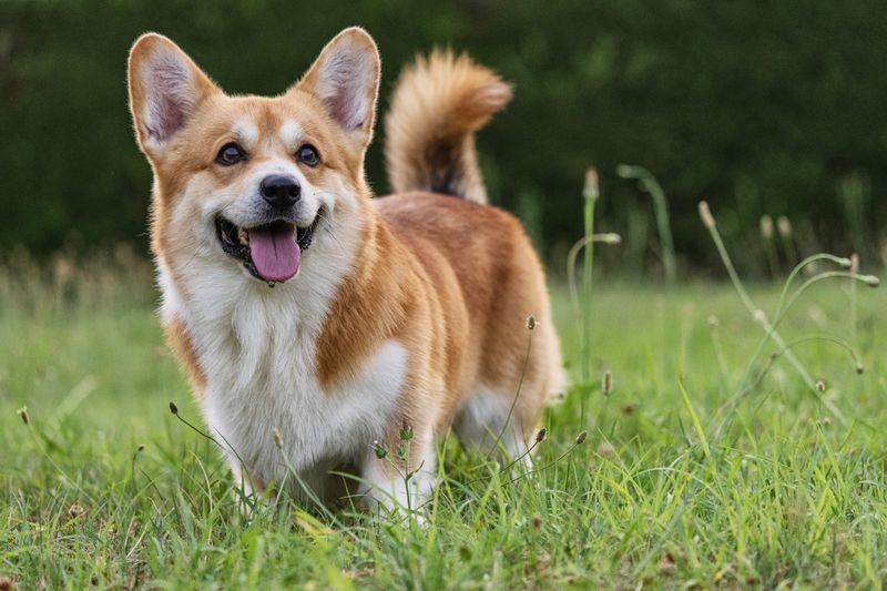 Welsh Corgi