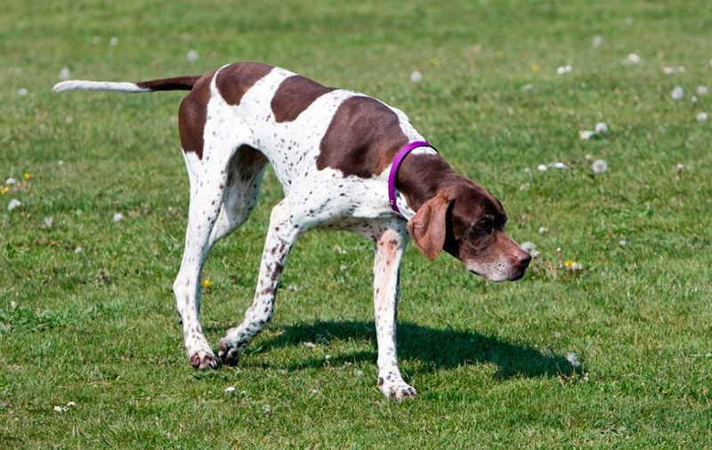 Pointer