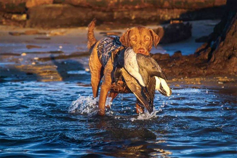 Chesapeake Bay Retriever