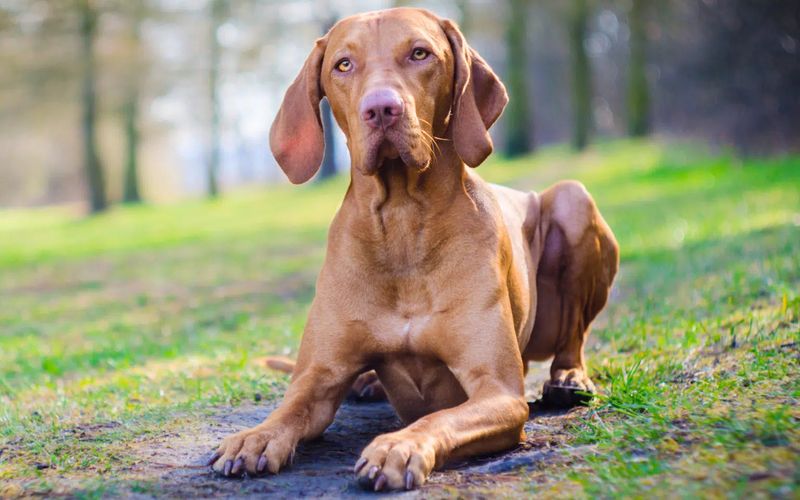 Vizsla
