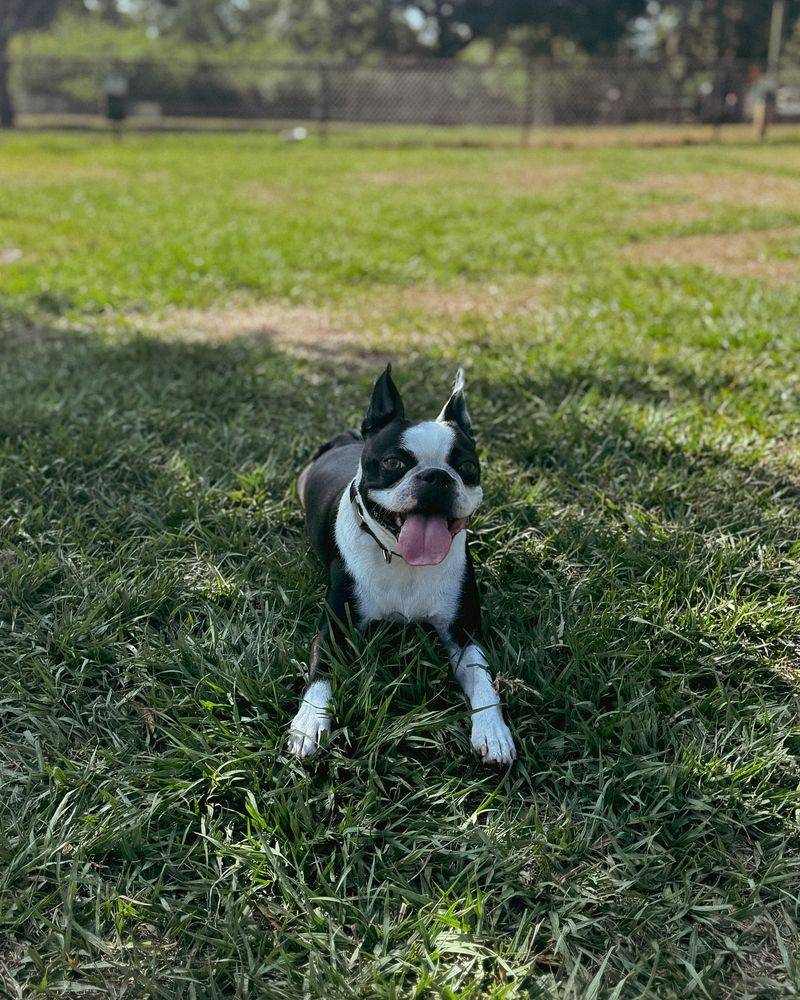 Boston Terrier