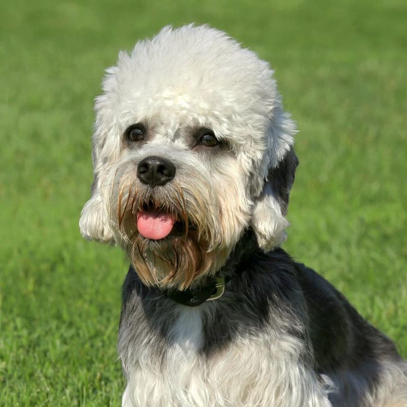 Dandie Dinmont Terrier
