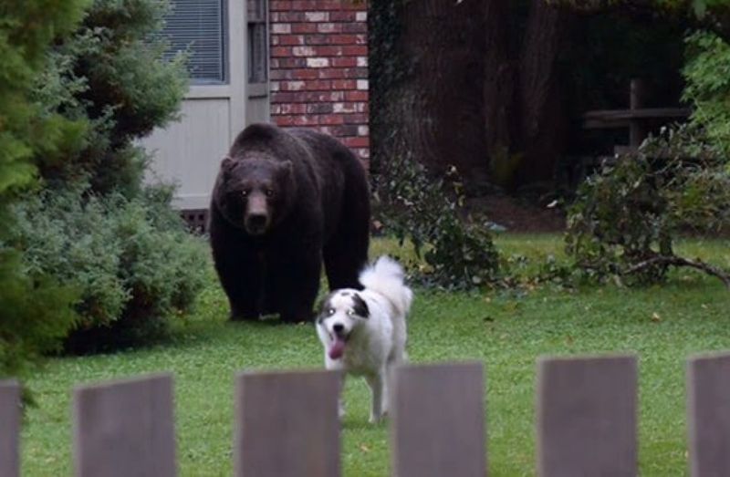 Bears
