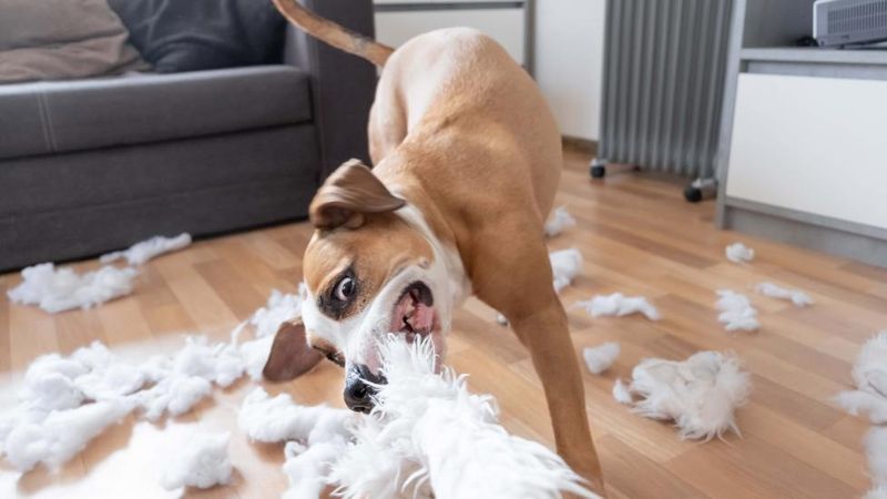 Destructive Chewing