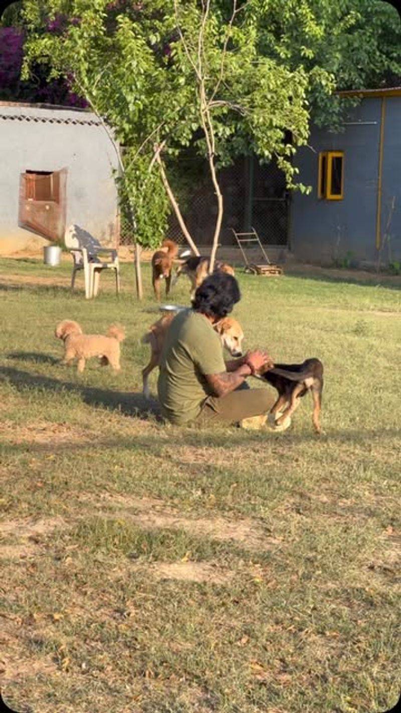 Playtime in the Backyard