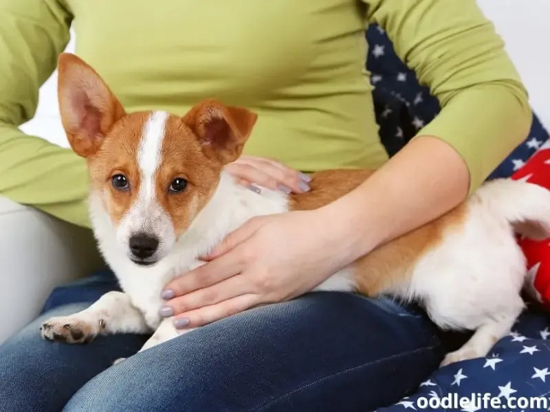 Loyal Lap Sitter