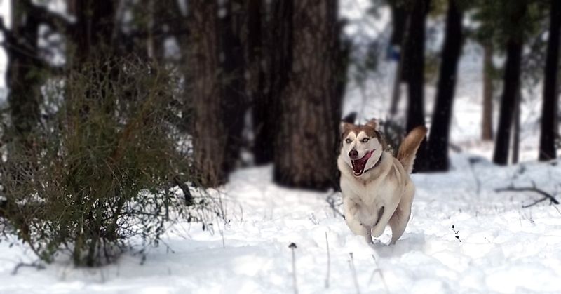 First Snow