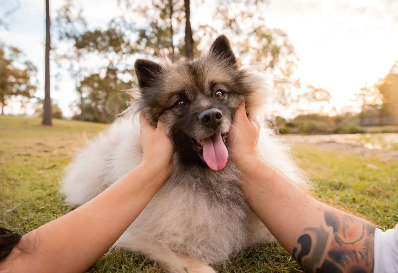 Keeshond